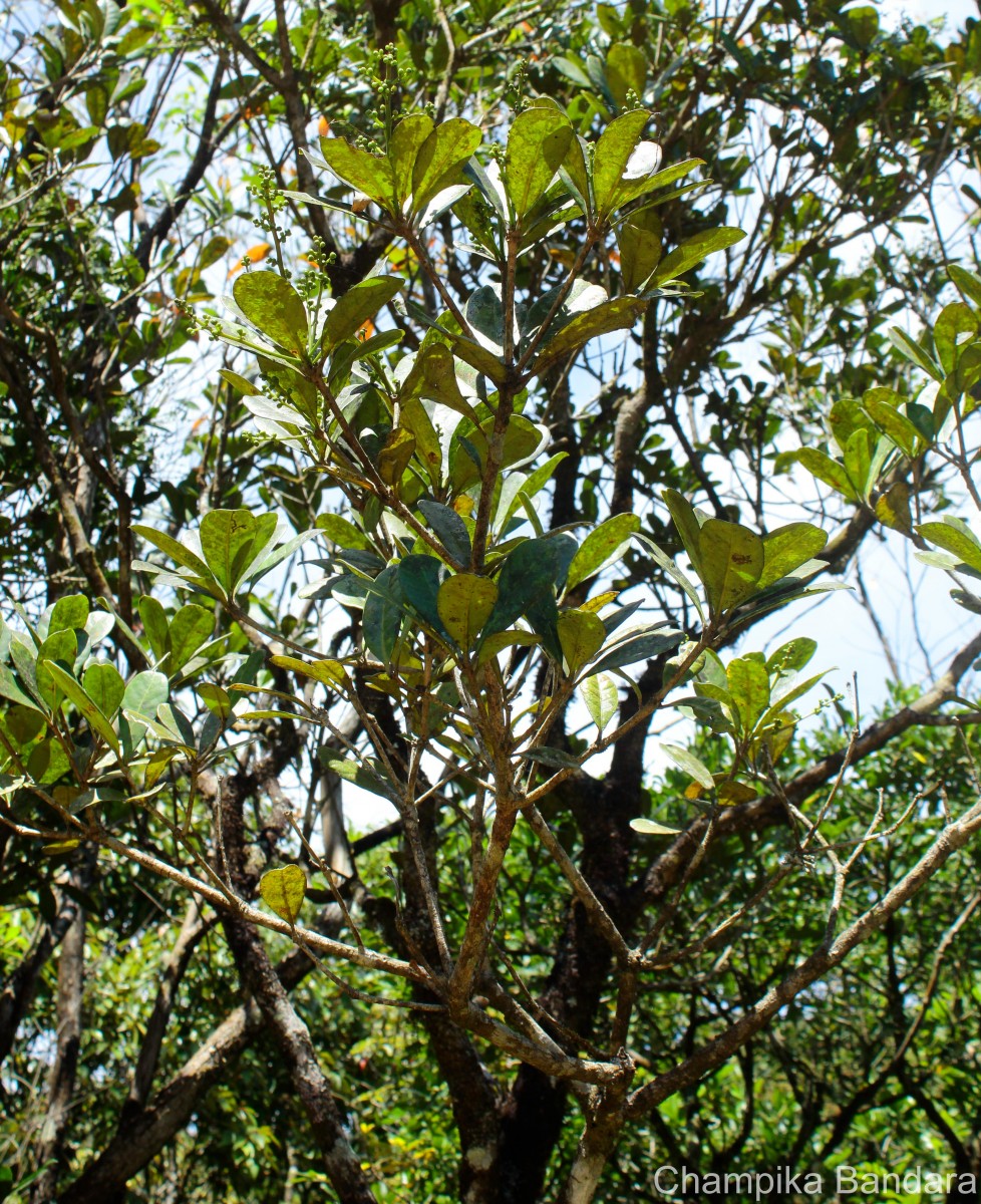 Semecarpus coriaceus Thwaites